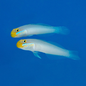 Valenciennea strigata M