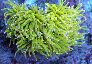 Euphyllia spp.