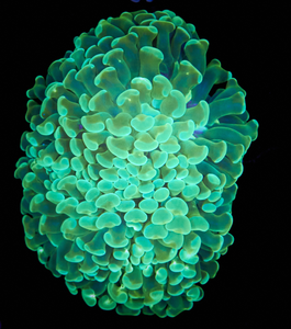 Euphyllia paraancora