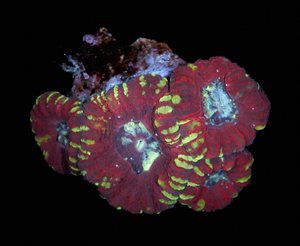 Acanthastrea Lordhowensis