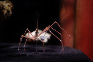 Stenorhynchus seticornis