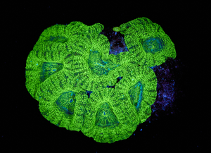 Acanthastrea Lordhowensis