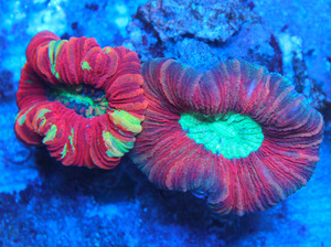 Trachyphyllia geoffroyi LPS49