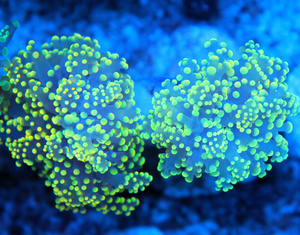 Euphyllia spp. 