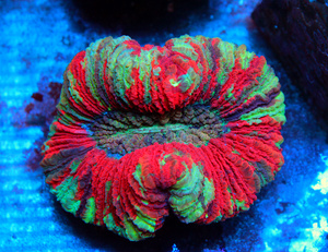Trachyphyllia geoffroyi LPS43