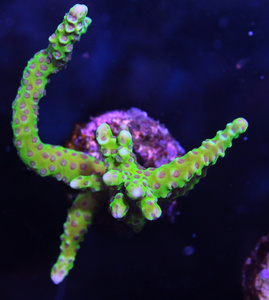 Acropora spp. SPS15