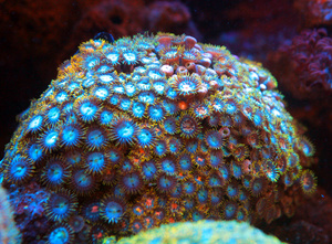 Zoanthus spp. ZOA42