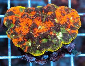 Acanthastrea echinta LPS77