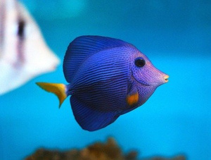 Zebrasoma xanthurum M