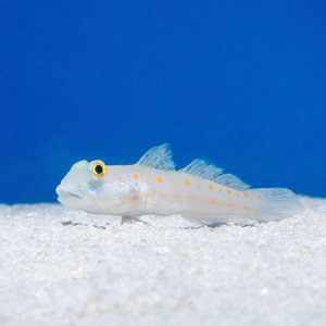 Valenciennea puellaris