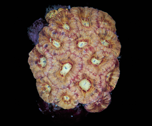 Acanthastrea Lordhowensis