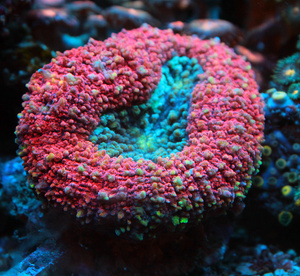 Lobophyllia spp. LPS62