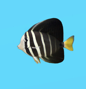 Zebrasoma veliferum  S