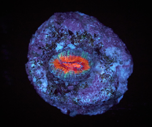 Acanthastrea Lordhowensis