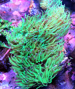 Catalaphyllia jardinei CAT1