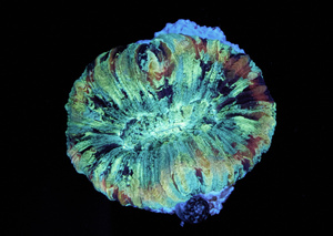 Trachyphyllia sp.