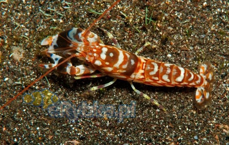 Alpheus bellulus Sklep eRybka.pl akwarystyka morska