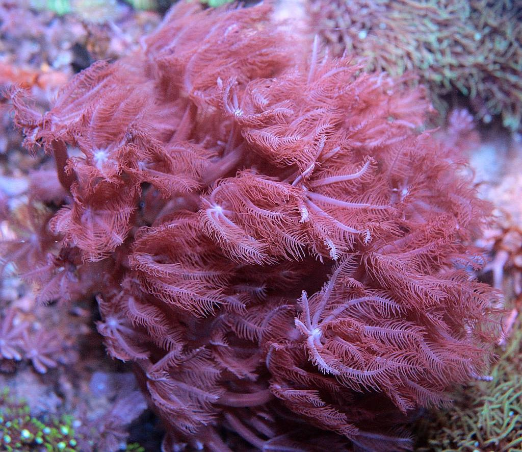 Anthelia spp. S Sklep eRybka.pl akwarystyka morska