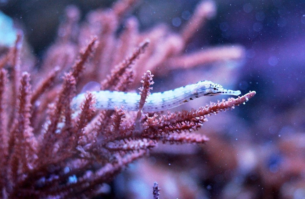 Corythoichthys haematopterus S Sklep eRybka.pl akwarystyka morska