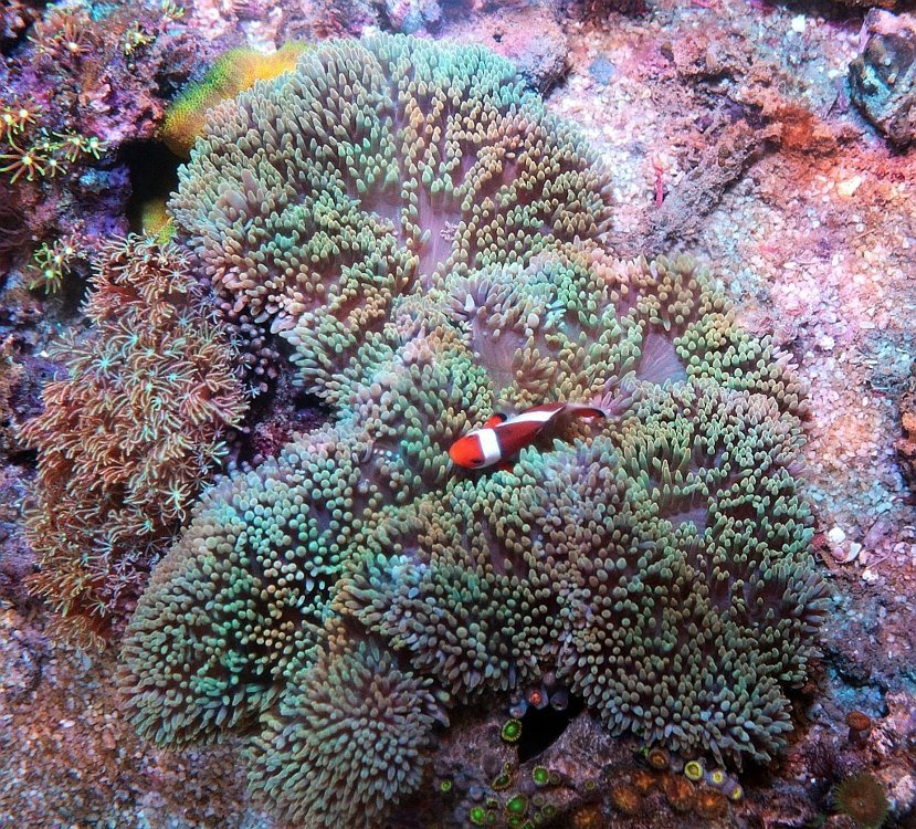 Stichodactyla gigantea XXL | Sklep eRybka.pl - akwarystyka morska