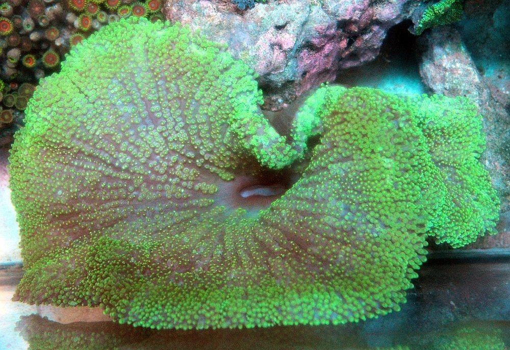 Stichodactyla gigantea XXL | Sklep eRybka.pl - akwarystyka morska